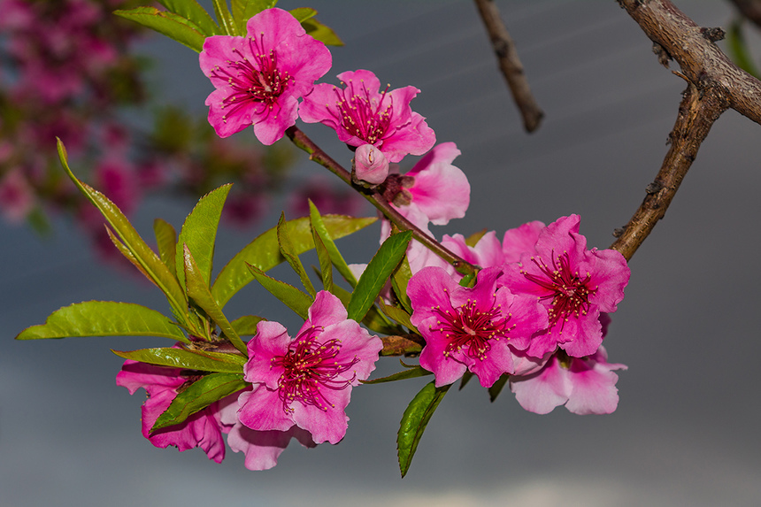 Сказочное цветение персиковых деревьев на Кипре!: фото 14