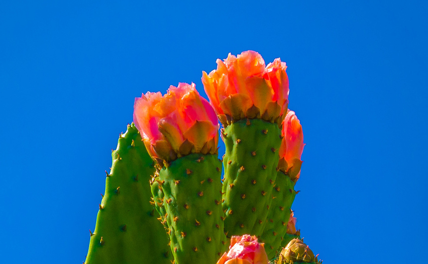 На Кипре цветет вкусный кактус опунция! : фото 11