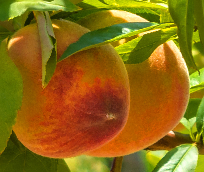 Не пропустите! На Кипре начался сезон сбора персиков: фото 7