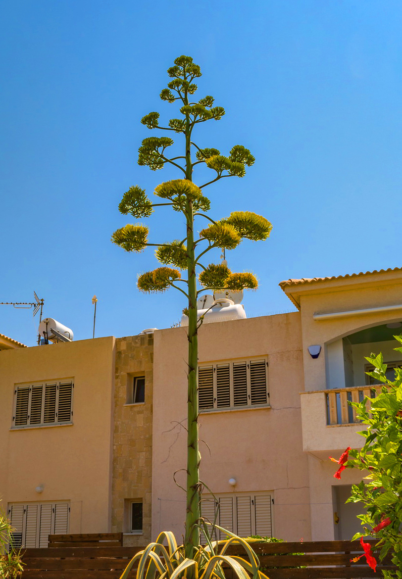Агава — чрезвычайно полезное и уникальное кипрское растение: фото 16