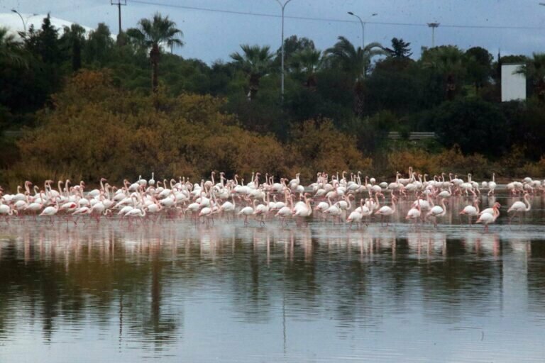 На Кипр прилетели тысячи фламинго: фото 7