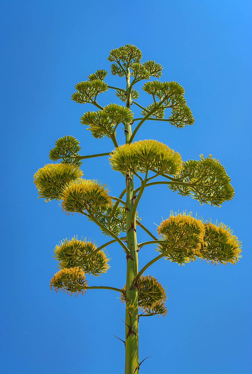 Агава — чрезвычайно полезное и уникальное кипрское растение: фото 18
