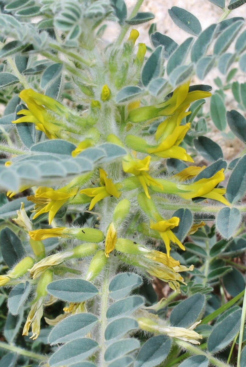 Лефкаренсис — краснокнижное растение на Кипре: фото 6