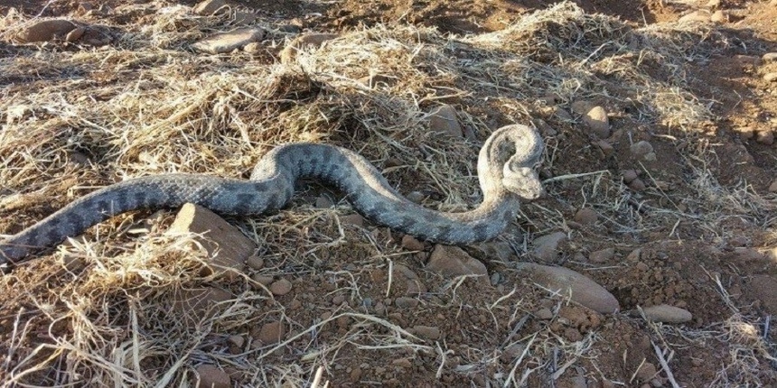 На Кипре годовалую девочку покусала ядовитая змея: фото 2