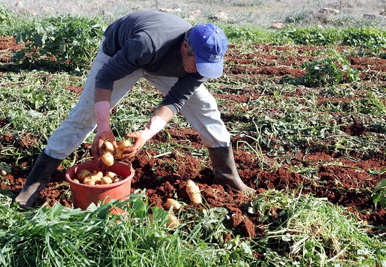Греческие торговцы выдают местный картофель за кипрский: фото 2