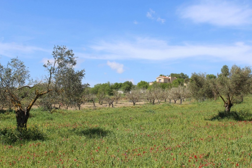 Не пропустите! На Кипре пройдет ежегодный фестиваль тюльпанов: фото 11