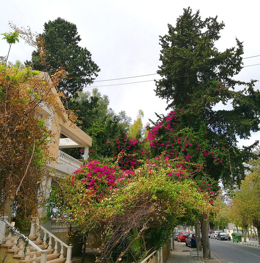 Потрясающее зрелище - цветущая бугенвиллия на Кипре: фото 21