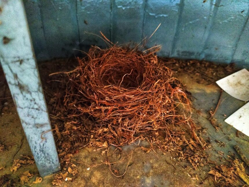 Гнездо на ресепшене в заброшенном отеле