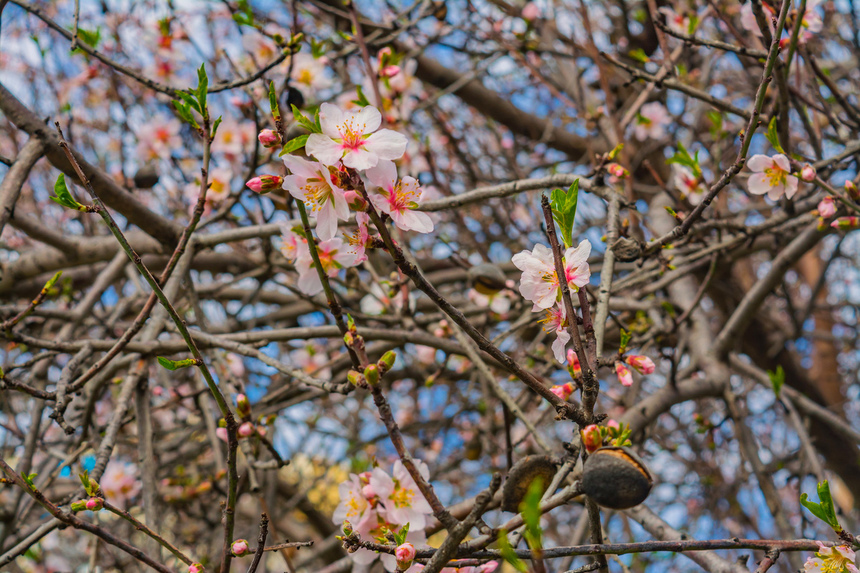Цветение миндаля на Кипре — признак наступающей весны! : фото 21