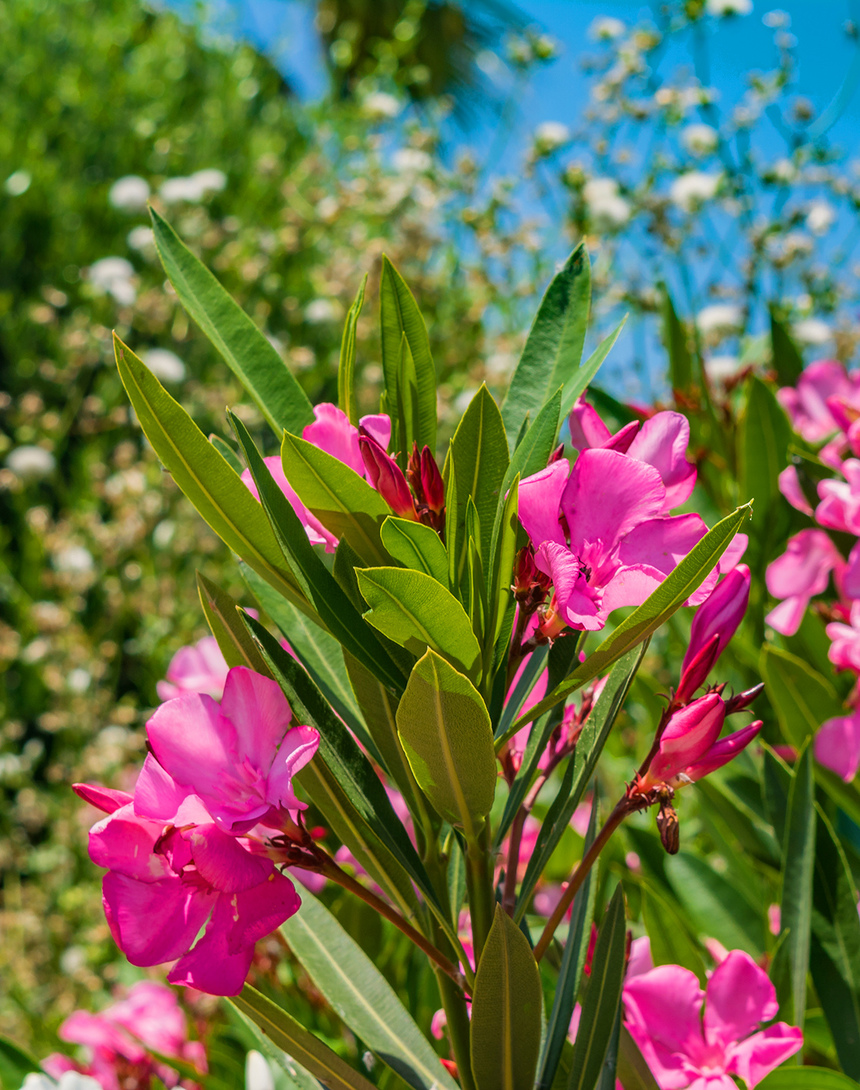 Олеандр — кипрский цветок-загадка: фото 23