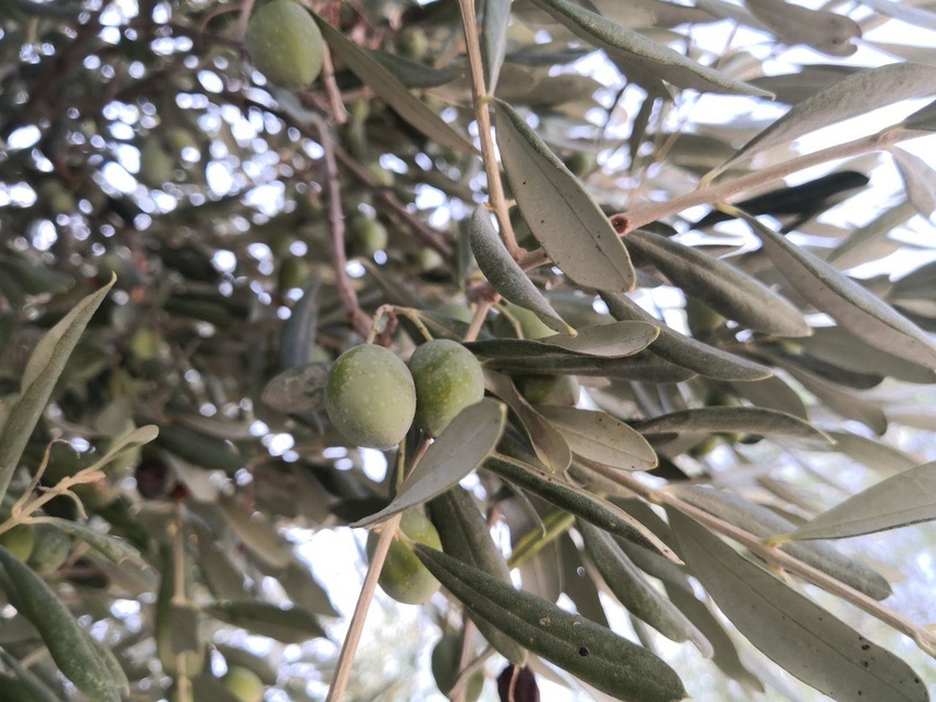 На Кипре прошел первый фестиваль зеленых оливок: фото 5