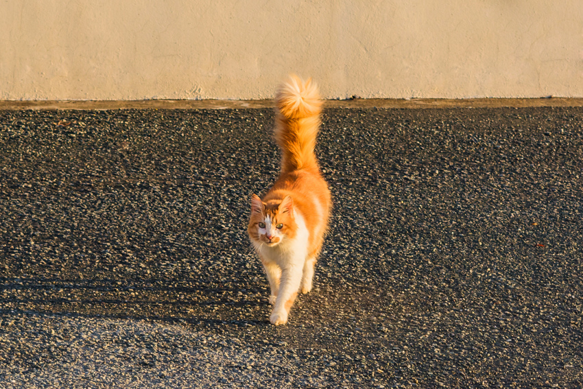 Пушистое чудо: кипрские кошки, которые не оставят равнодушным абсолютно никого!: фото 14
