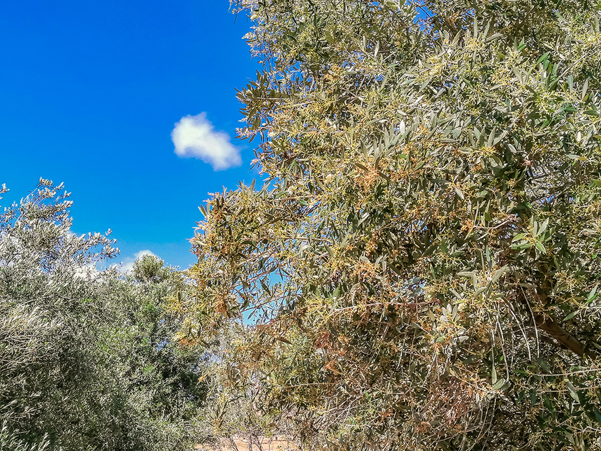 В мае на Кипре в цвету оливковые деревья! : фото 26
