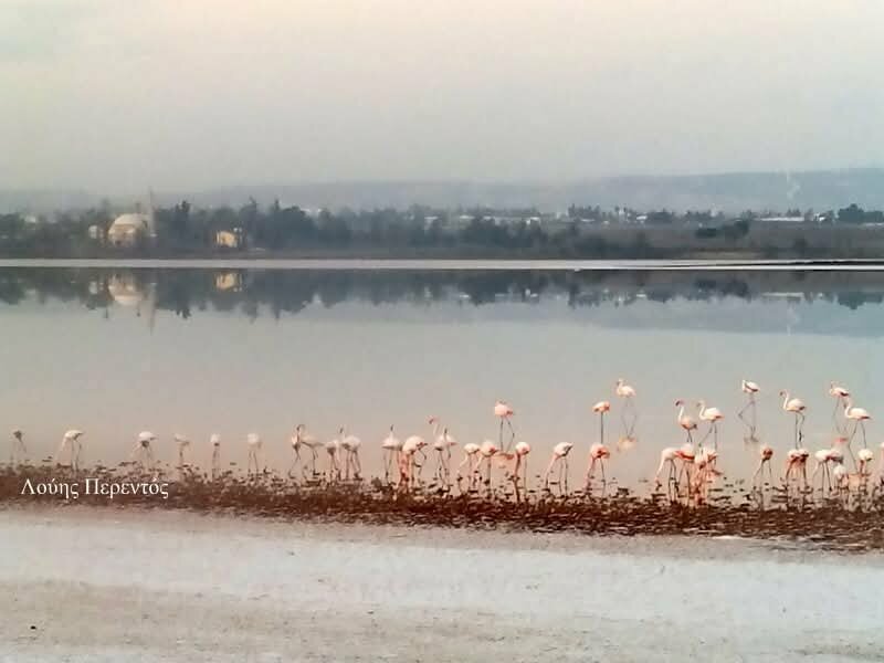 На Соленое озеро Ларнаки прилетели первые фламинго: фото 3 На Соленое озеро Ларнаки прилетели первые фламинго: фото 3