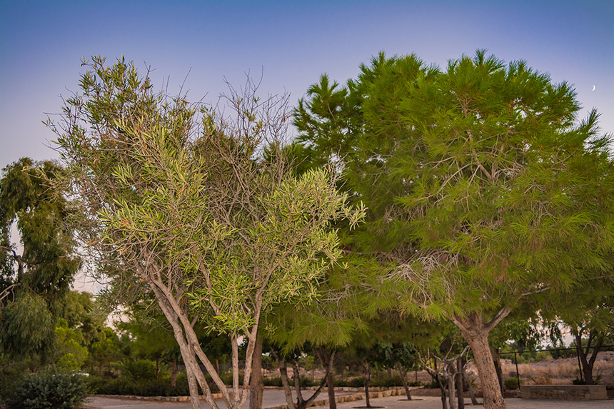 5 причин захотеть попробовать кипрские оливки: фото 3