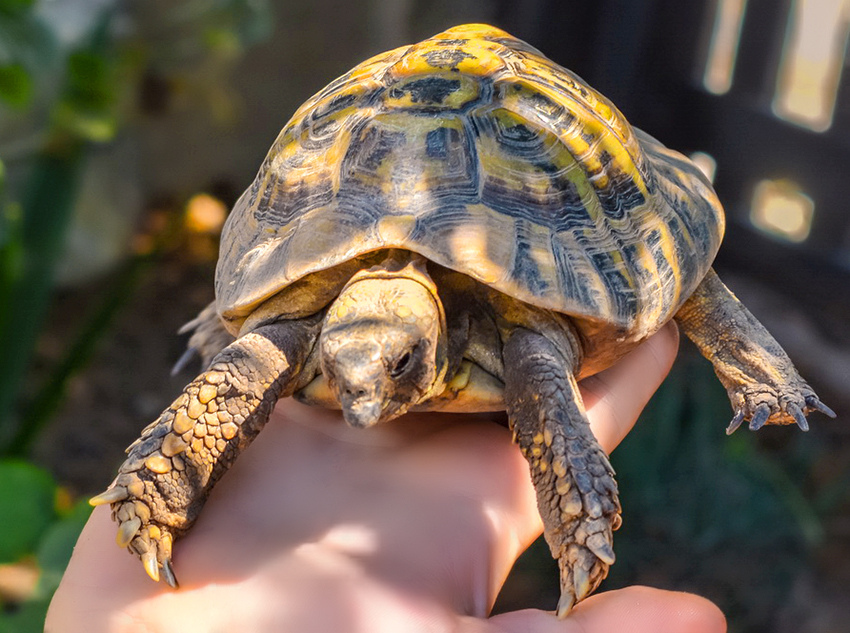 Сухопутная черепаха на Кипре в домашних условиях: фото 6
