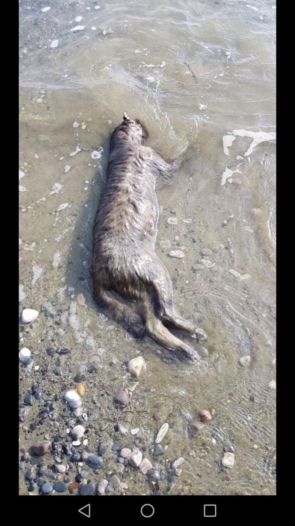 В Ларнаке жестоко убили 12 кошек: фото 9