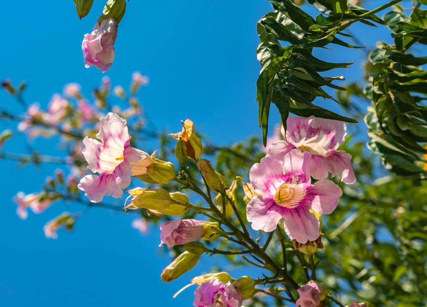 Подранея Рикасоля - кипрская лиана с розовыми колокольчиками: фото 19