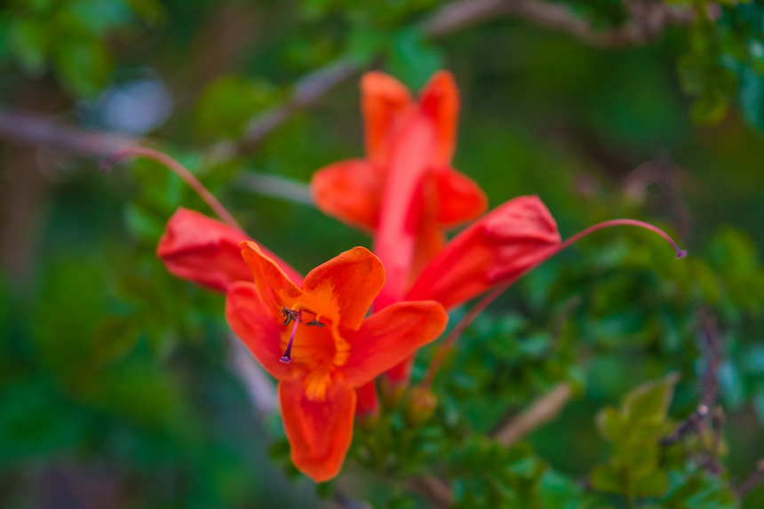 Цветущий Кипр весной: Текомария капская: фото 18