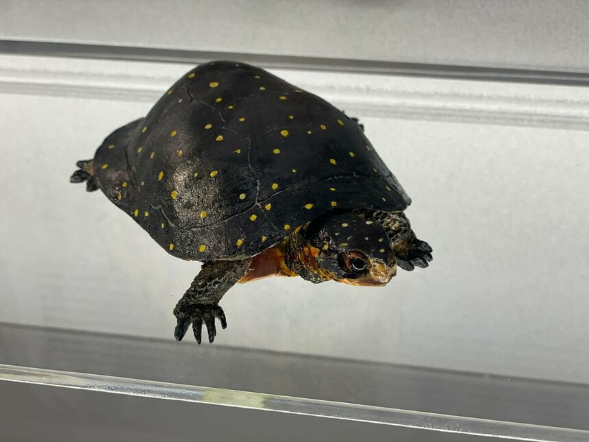 Музей черепах Иния-Лара в округе Пафос: фото 15
