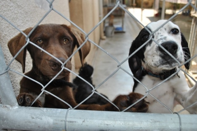 Власти Кипра сделали щедрый подарок бездомным животным: фото 2