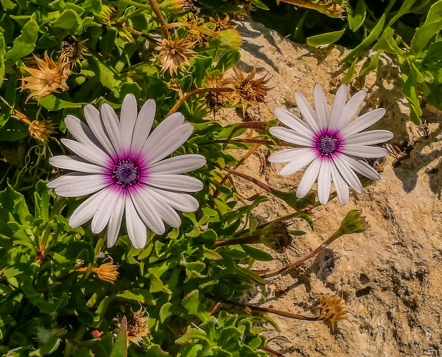 Диморфотека на Кипре: мечта ленивого садовода с глянцевыми лепестками: фото 17