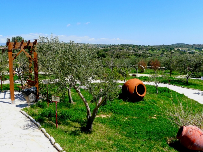 День оливок на Кипре! Бонус – красивая легенда о любви: фото 2