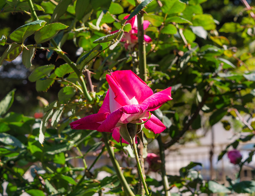 Конец апреля на Кипре - время роз! : фото 5