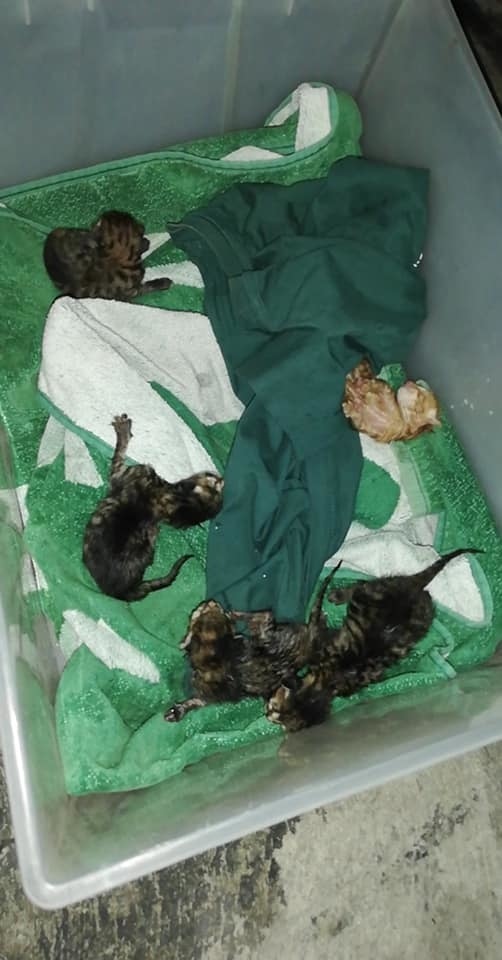 В Ларнаке живых котят выбросили в мусорный бак, упаковав в полиэтиленовый пакет: фото 4