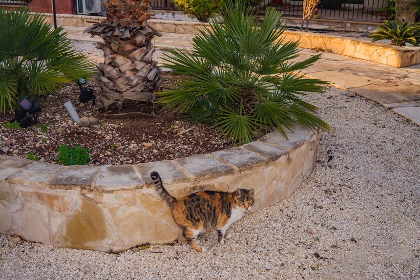 Пушистое чудо: кипрские кошки, которые не оставят равнодушным абсолютно никого!: фото 16