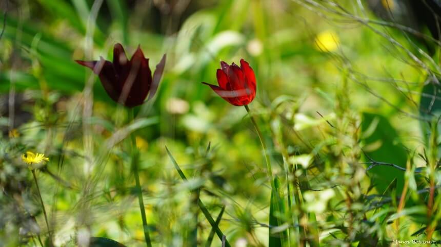 В Акамасе расцвели редкие тюльпаны Tulipa akamasica (Фото): фото 10
