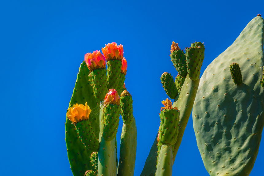 На Кипре цветет вкусный кактус опунция! Пробовали?: фото 5