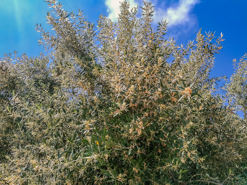 В мае на Кипре в цвету оливковые деревья! : фото 16