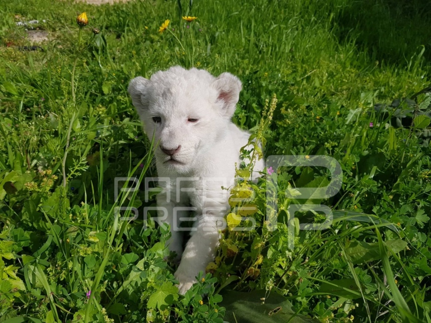 Невероятно! В зоопарке Пафоса появился на свет детеныш редкого белого льва: фото 6