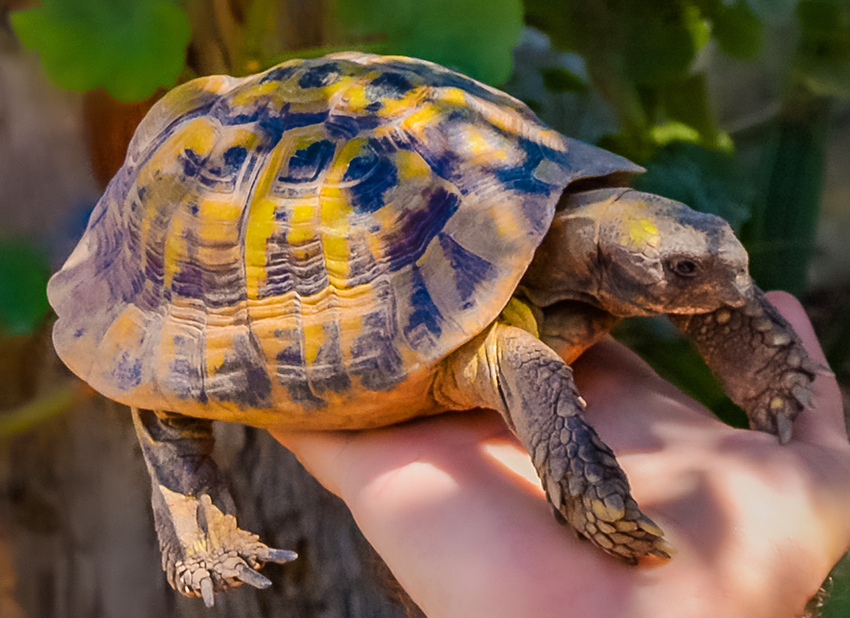 Сухопутная черепаха на Кипре в домашних условиях: фото 8