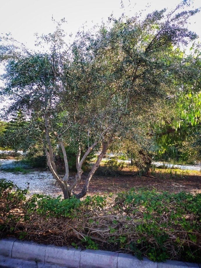 Легенды Кипра. Оливковое дерево.: фото 19