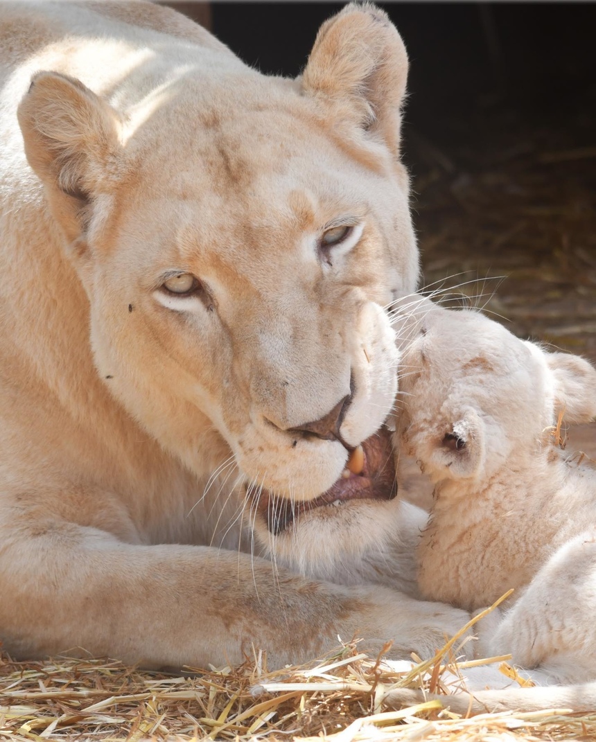 Зоопарк Пафоса объявил результаты конкурса на лучшие имена для львят: фото 6