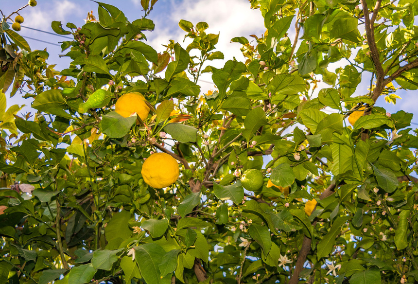 Лимон - фаворит кухни Кипра!: фото 6