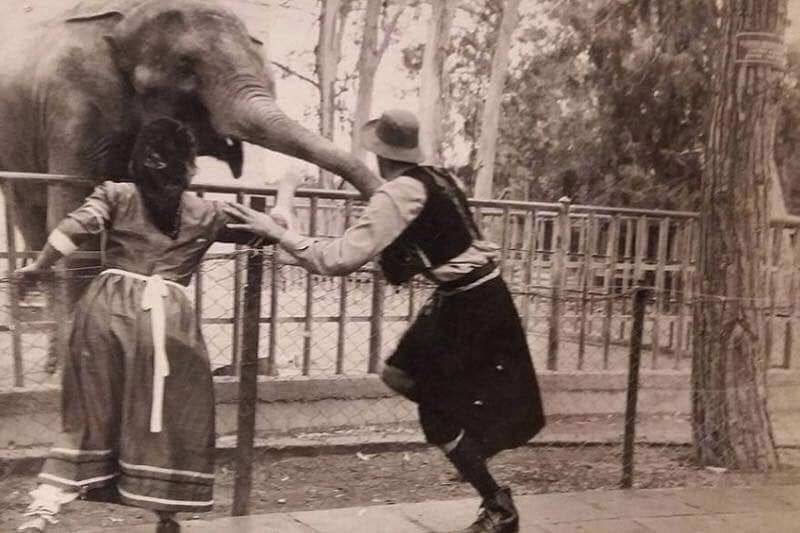 Кипрский слон-убийца, или Почему в зоопарке Лимассола нет слонов? : фото 4