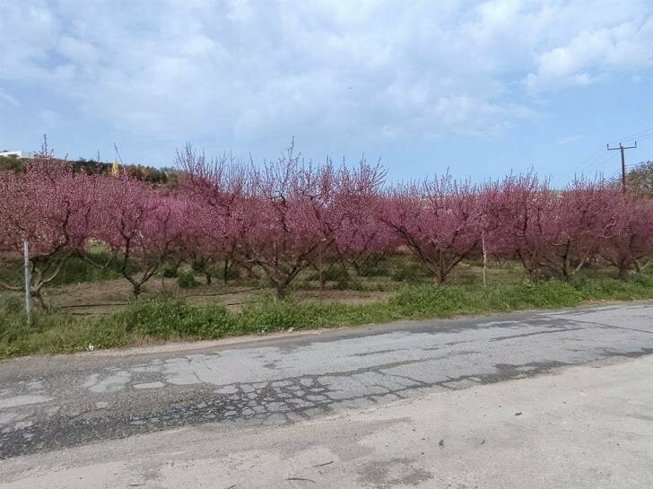 В Полеми расцвели персиковые деревья: фото 2