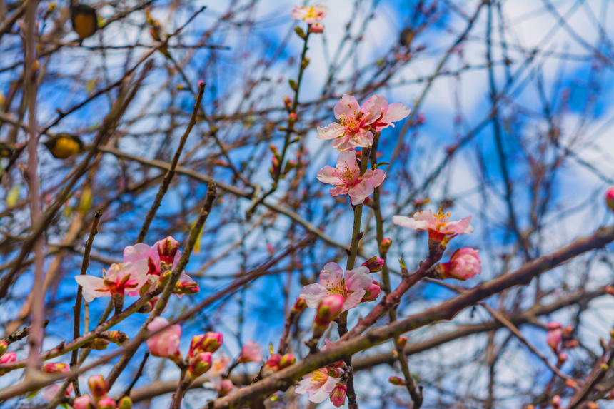 Цветение миндаля на Кипре — признак наступающей весны! : фото 5