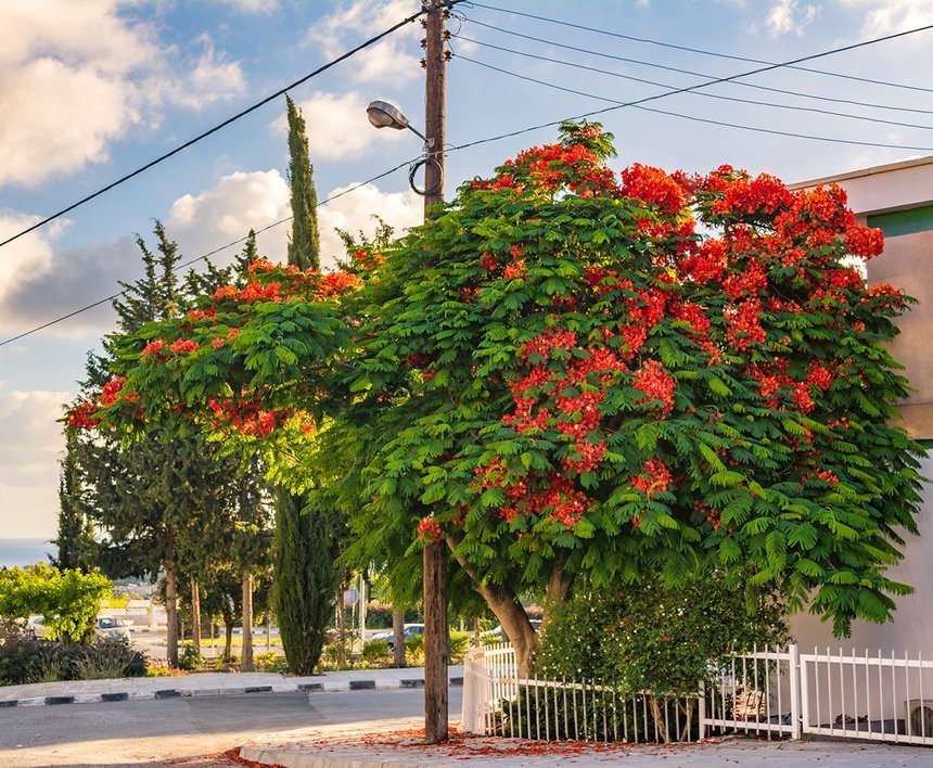 Топ-10 самых красивых и удивительных растений Кипра 2020 года: фото 28