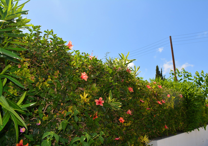 Красочные цветущие кипрские гибискусы : фото 8