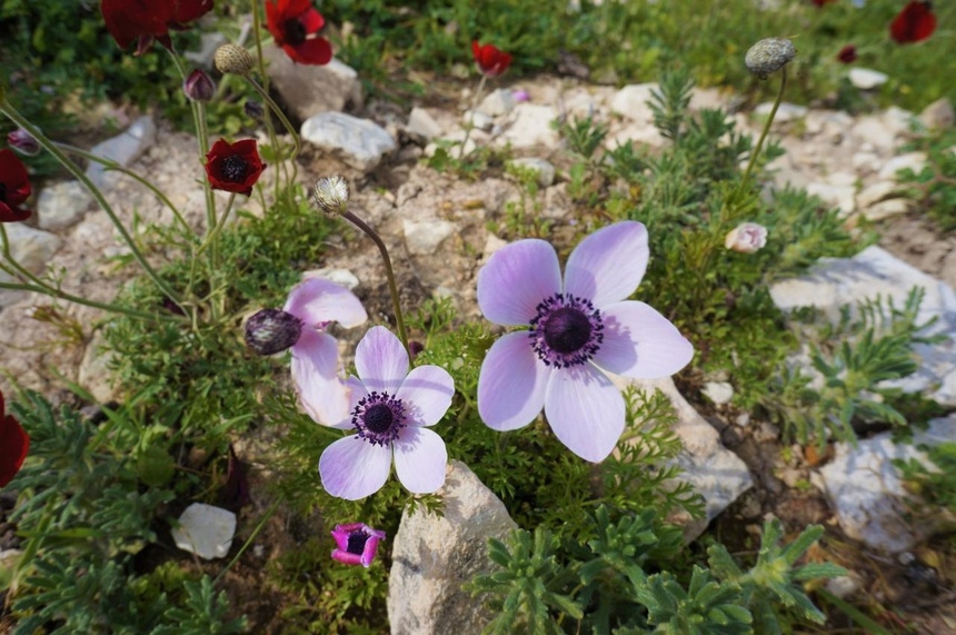 На Кипре расцвели потрясающие Анемоны: фото 10