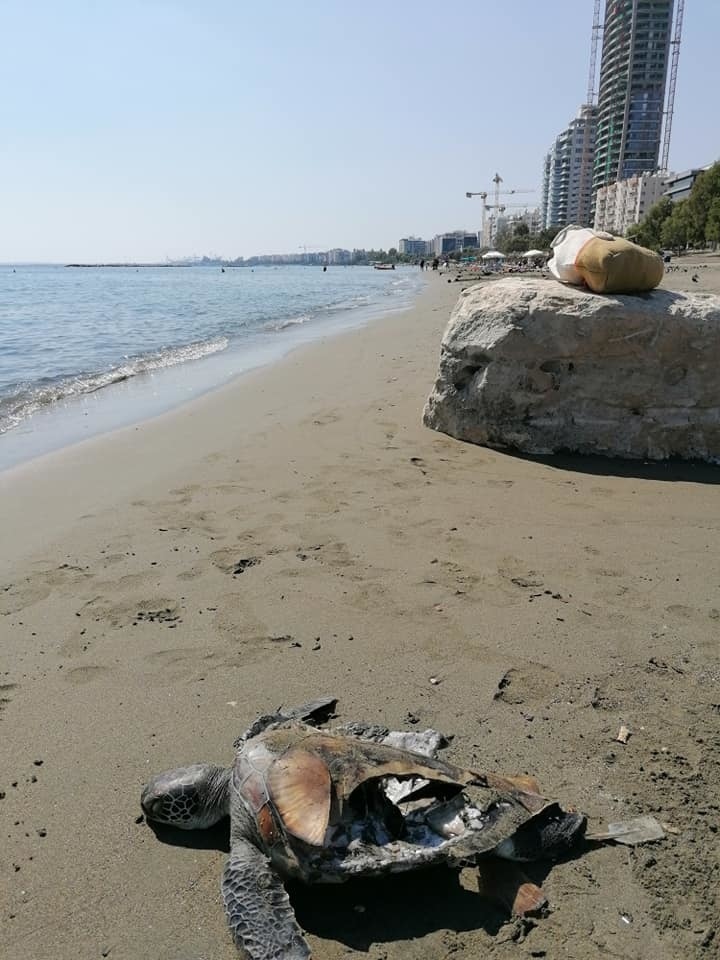 На Кипре обнаружили очередную мертвую черепаху: фото 4