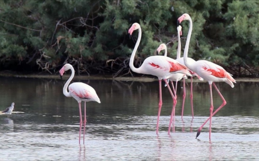 На Кипр прилетели фламинго: фото 4
