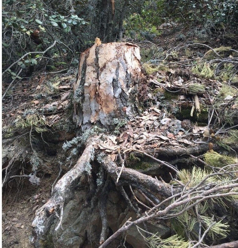 Ученые обратились к киприотам с просьбой защить 800-летние деревья: фото 3