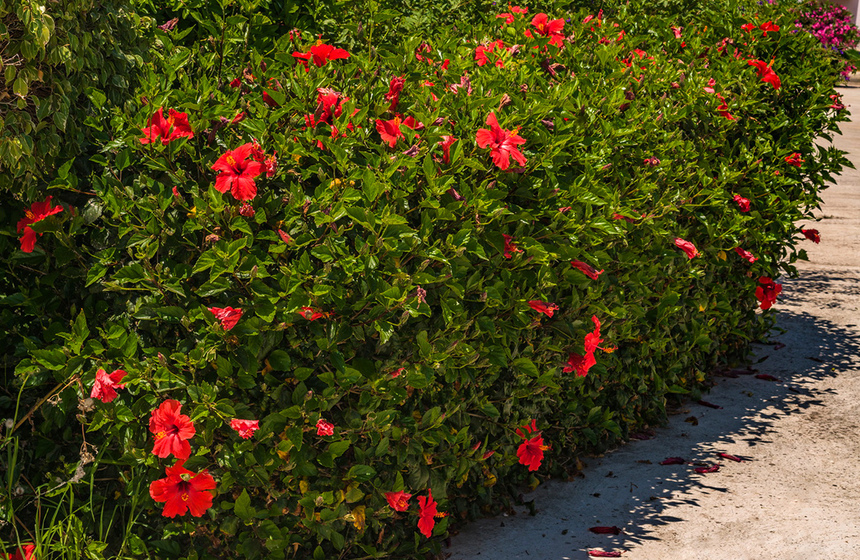 Красочные цветущие кипрские гибискусы : фото 11