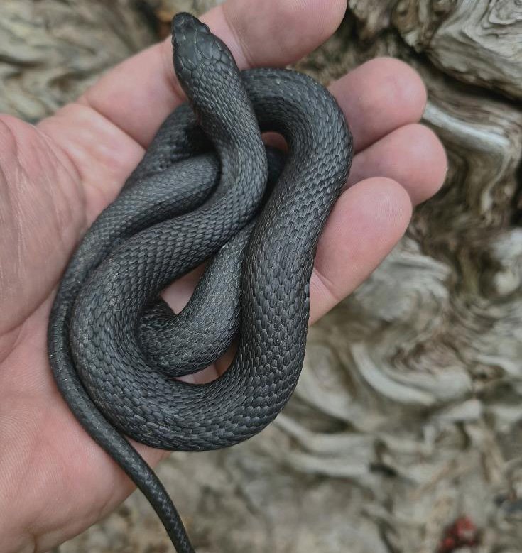 На Кипре нашли вымирающих змей: фото 2
