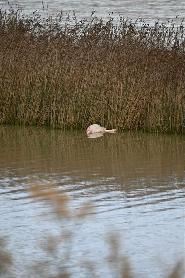 На озере в Паралимни обнаружен труп розового фламинго: фото 2